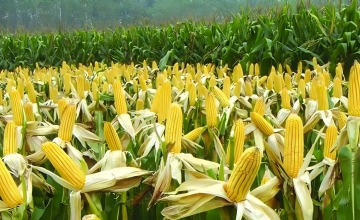 Management technique of corn flowering stage